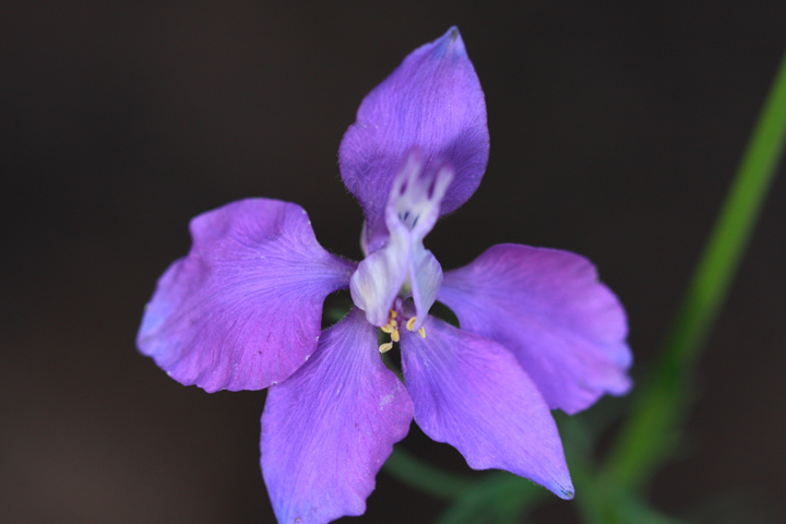 purple09.JPG