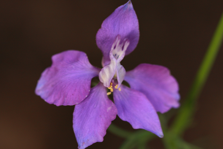 purple10.JPG