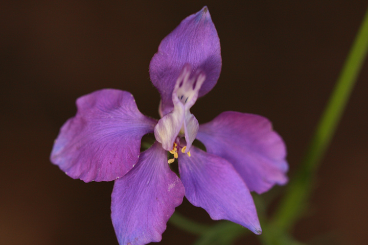 purple11.JPG
