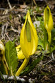 yellow skunk cabbage
