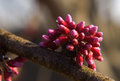 12175-redbuds-in-the-dew-4-.jpg