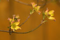 12326-Dogwood-4-10-08.jpg