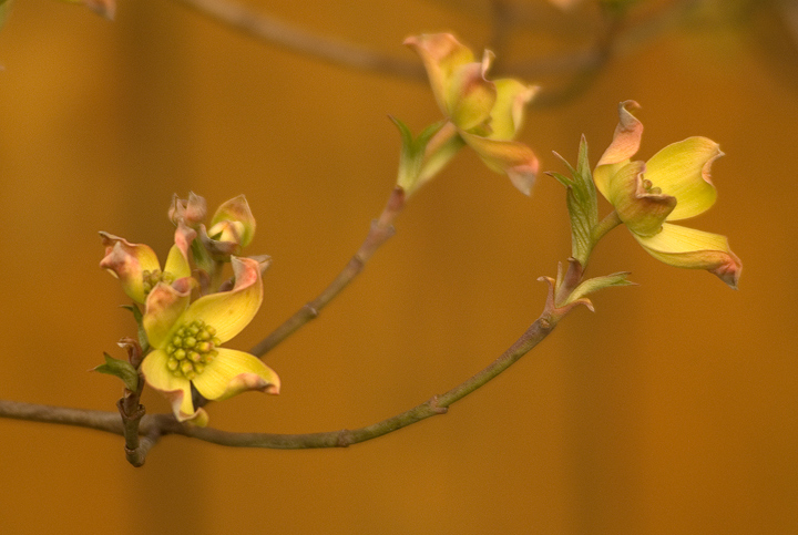 12326-Dogwood-4-10-08.jpg