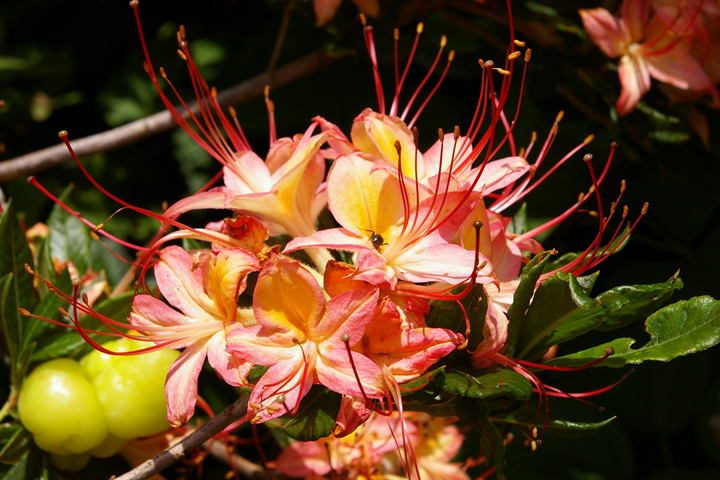 Flame-Azalea-70107.jpg
