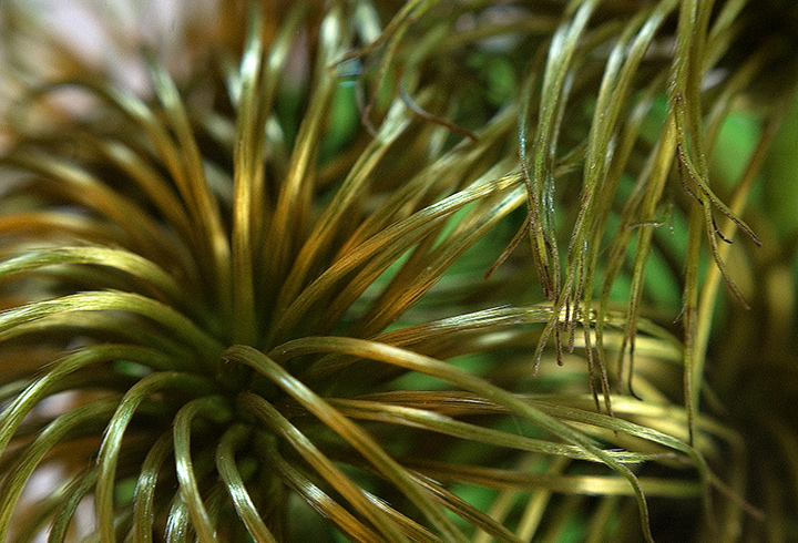 Clematis Elsa Spath