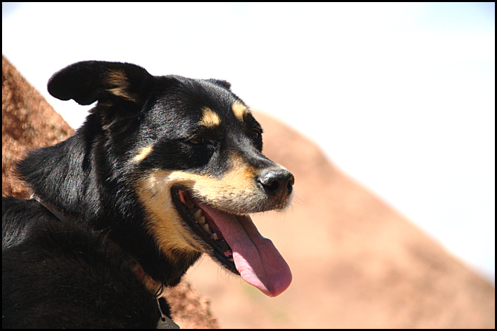 Happy Dog