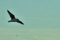 gullday14.jpg
