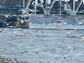 gulls2day17.jpg