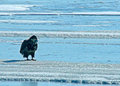 youngeagle2day22.jpg