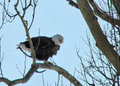 eagleday24.jpg