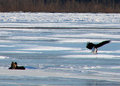 eagle3day24.jpg