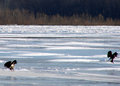 eagle4day24.jpg