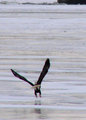 eagle5.jpg