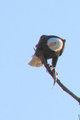 eagle17.jpg