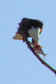 eagle16.jpg