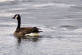 gooseday28.jpg