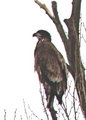 eagleday7.jpg