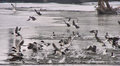 ducks.jpg
