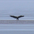 eagle.jpg