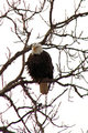 eagle2.jpg