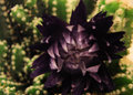 macro4.jpg