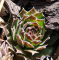 macro12.jpg