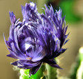 cactusflower.jpg