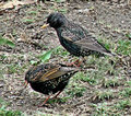 birdsandblooms.jpg