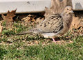 birdsandbloomsdove.jpg