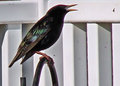 birdsandbloomsstarling.jpg