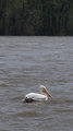 pelican.jpg