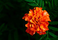 marigold2.JPG