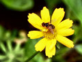 bee2-2.jpg