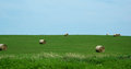 hay.JPG