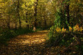 yellow leaf road.JPG