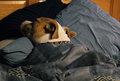 sleeping beauty.jpg