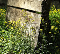 weeds.jpg