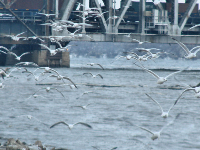 gulls2day17.jpg