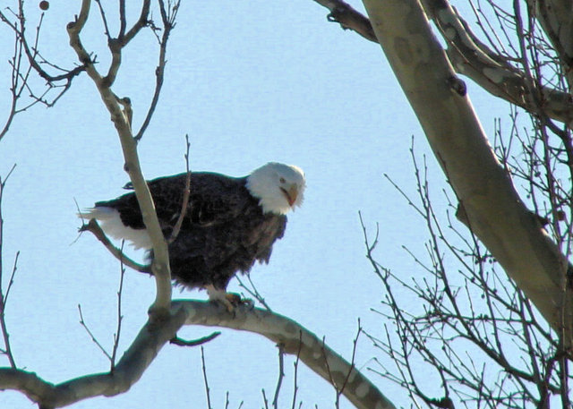 eagleday24.jpg