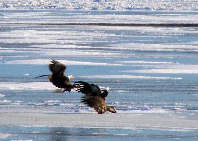 eagle2day24.jpg