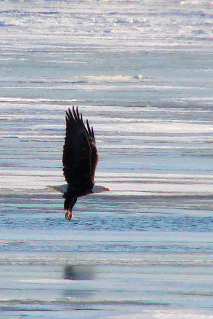 eagle3.jpg