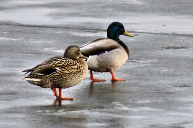 ducksday28.jpg