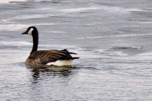 gooseday28.jpg
