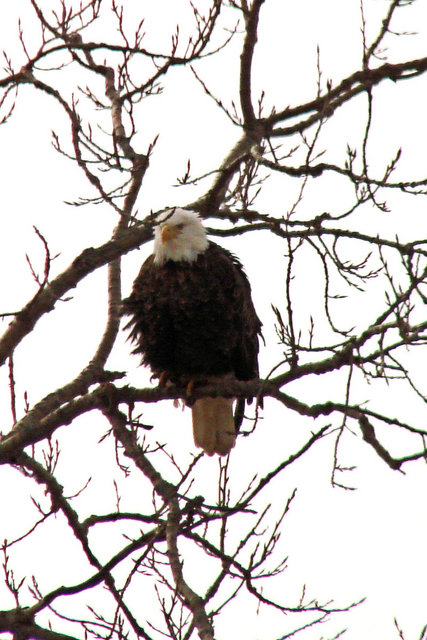 eagle2.jpg