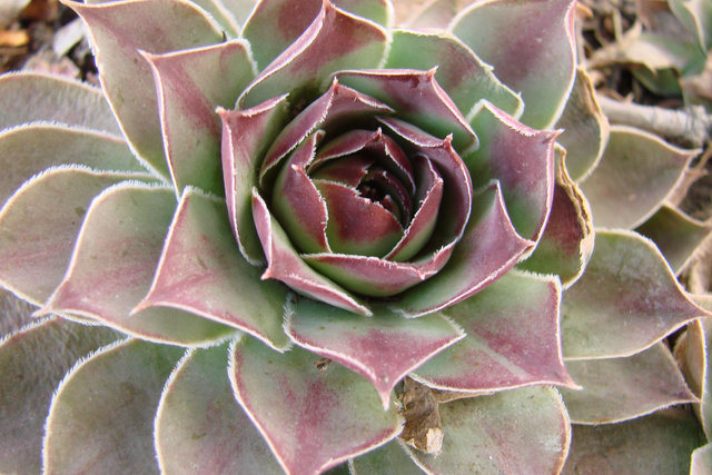 macro3.jpg