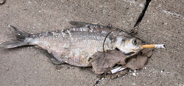 smokedfish.jpg