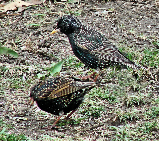 birdsandblooms.jpg