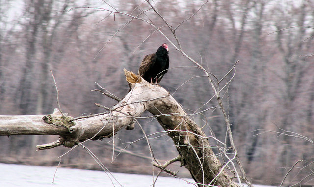 buzzard.jpg