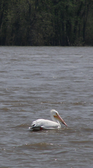 pelican.jpg