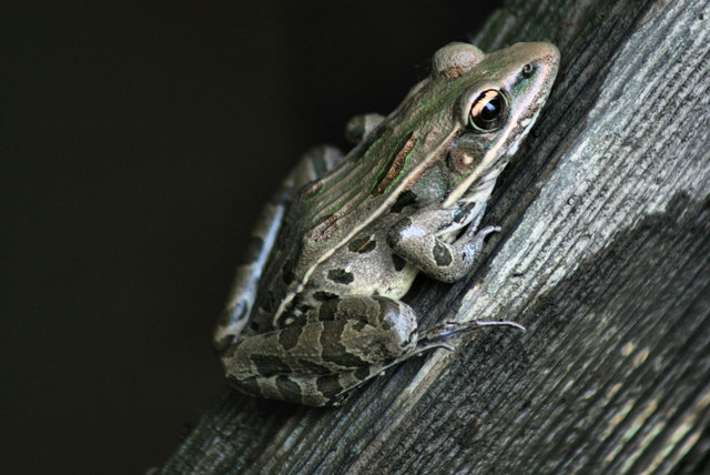 standinfrog.jpg
